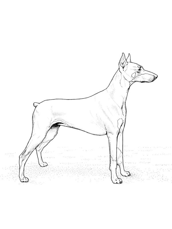 coloriage chien doberman